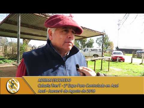 09-08-18 Nota Adrian Escobedo - Cab. Tres T - Expo Angus Puro Controlado - Azul