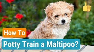 11 Effective Potty Training Tips - How to Potty Train a Maltipoo