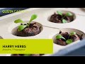 Gusta Garden Kokos-Quelltöpfe HARRY HERBS, 16 Stück