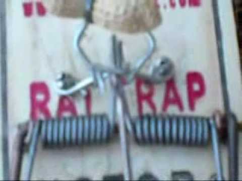 rat trap modifications for grey squirrels