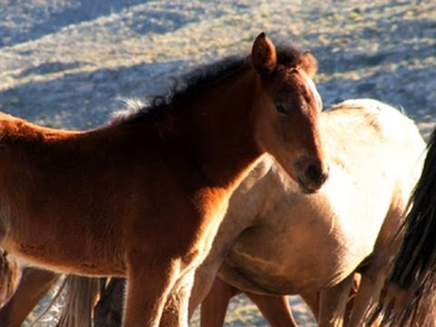 download lagu mp3 mp4 Palomino Horse History, download lagu Palomino Horse History gratis, unduh video klip Palomino Horse History