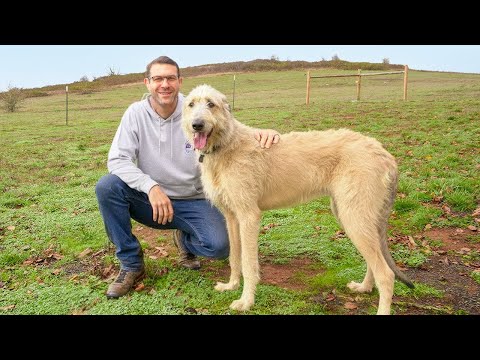 I Finally Rescued My Dream Dog