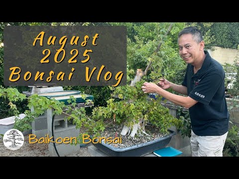 Second Week of August 2025 - Bonsai Vlog - Baikoen Bonsai