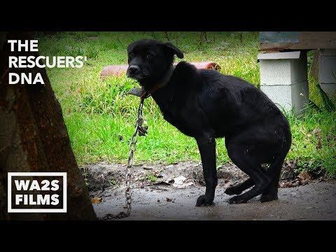 Hope Rescues Starving Dogs Chained in Houston - The Rescuers DNA