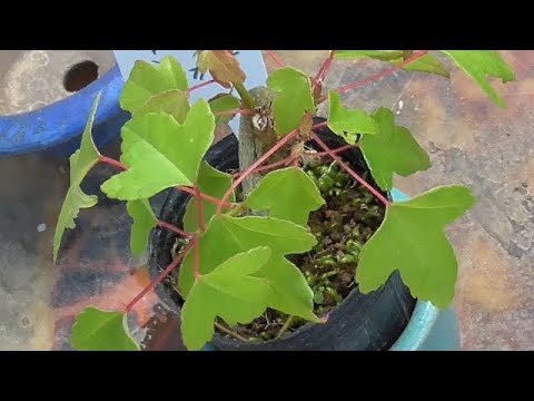 ゴールデンカエデ 植物