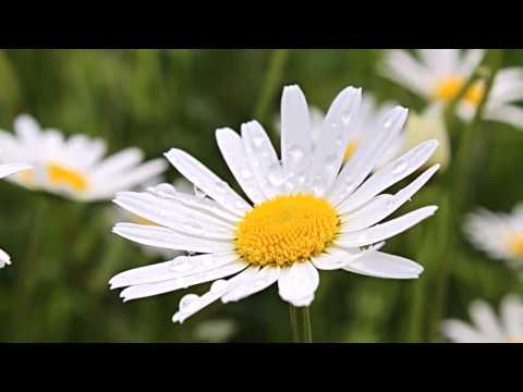 ANDRE RIEU - LIMELIGHT  - Eternamente - (luci della ribalta)