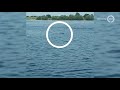 VIDEO | Gespotte zeehond in Maurik 'dubbel bijzonder'