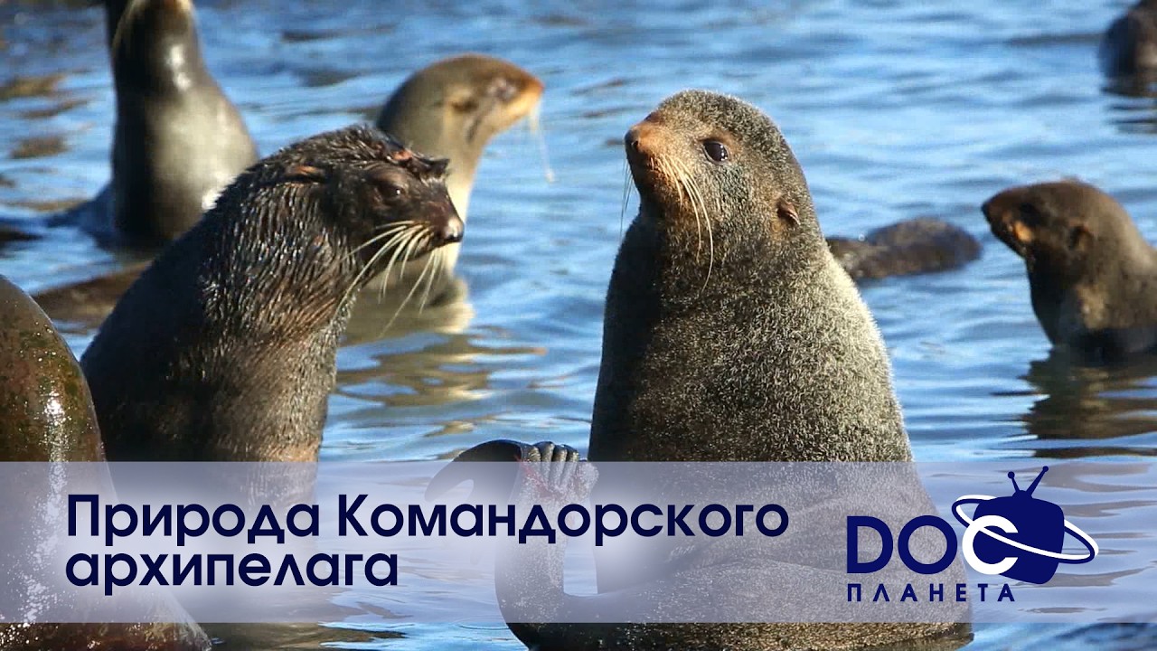 Russian Travel Guide. Природа Командорского архипелага - Документальный фильм