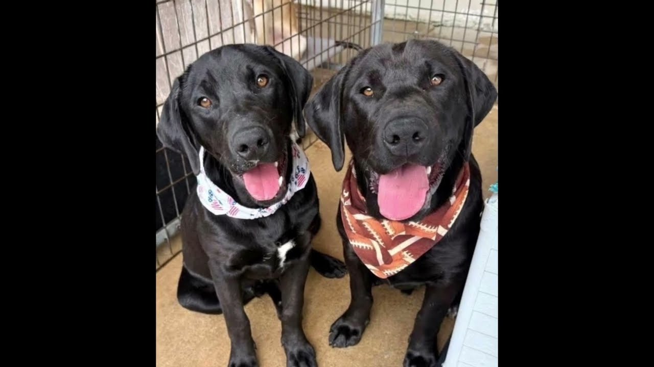 Enlarge Benny & Jett- Bonded, a Adoptable Labrador Retriever in Crown Point, IN video 3/5
