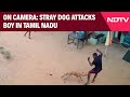 Tamil Nadu News On Camera Stray Dog Attacks Boy Father In Tamil Nadu