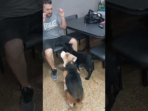 #Rafa #Ramon #beagle #beaglelove #perros #hermanos 