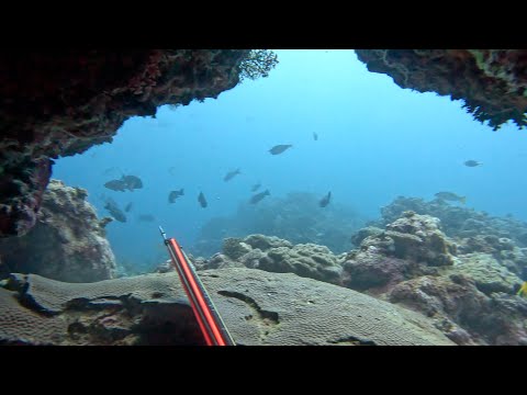Spearfishing FIJI | Tropical fish Identification