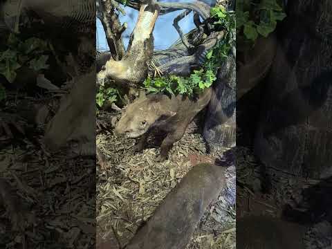 Animales y aves de la región  de Wanda y toda Misiones!!;