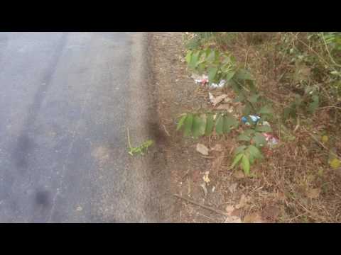 chameleon dancing walk