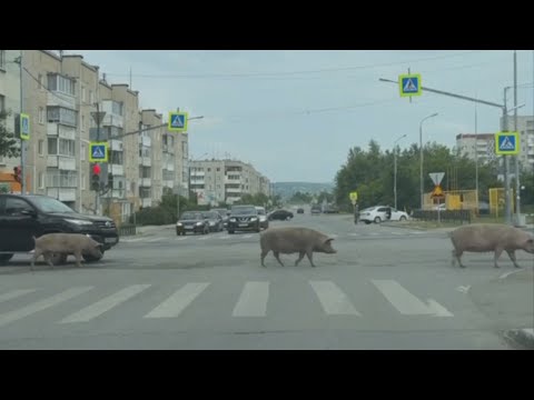 Легендарным ревдинским свиньям нашли опекуна