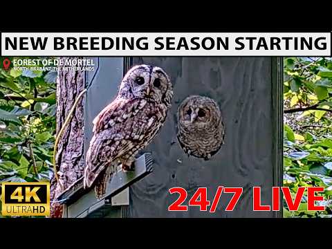 Live webcam view of Tawny Owl Outdoor Nest Box