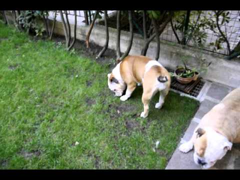 Bulldog Dodge e Milk - Mi sdraio un pò.avi