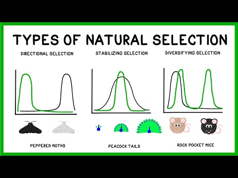 Natural Selection, Adaptation and Evolution