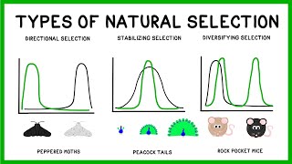 Genetic Drift | Pearson+ Channels Genetic Drift | Pearson+ Channels