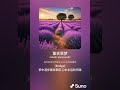 薰衣草梦 1 粤语歌 suno ai作曲