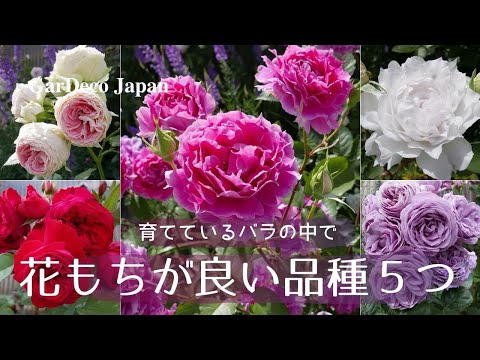 センチフォリア ハイブリッド ティー イングリッシュ ローズの香りの品種