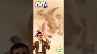 Como a lagartixa anda no teto sem cair? 🦎 | Você Sabia?