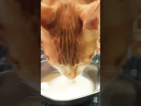 love cats #صوت قط يشرب الحليب #shortsvideo