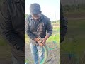 Vivasayam Harvesting Cultivation Of Peanuts Shorts