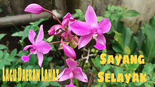 Download lagu Lagu Daerah Lahat | Sayang Selayak   Lirik mp3