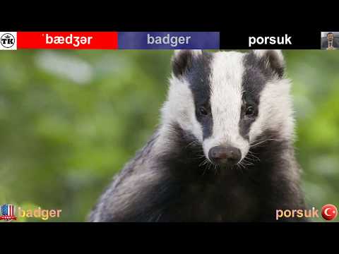 Badger - Porsuk  | English-Turkish Video Dictionary  |  İngilizce-Türkçe Video Sözlük