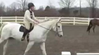 Shyla, the big white horse