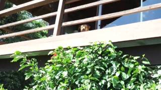 life on maui with S-DUBB, aka Shane Culp!!