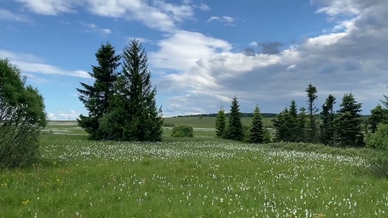 Blumen Meditation von Michael Proksch