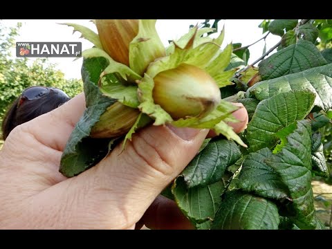 Analiza i przegląd odmian leszczyny do nasadzeń. Orzech laskowy.