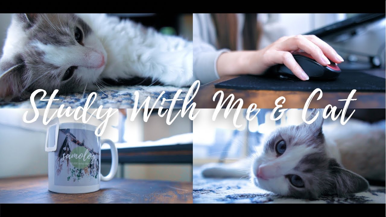 【作業＆勉強用】一緒に勉強しよう / 休憩時間に猫に癒される / ポモドーロタイマー 1時間 / 環境音【Study With Me & Cat】