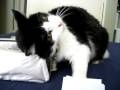 Chiquita Prettiest 18 Yr Old Tuxedo Kitty