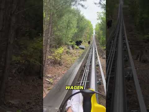 Die Achterbahn wurde direkt neben zwei Bären langsamer 😳🐻#shorts