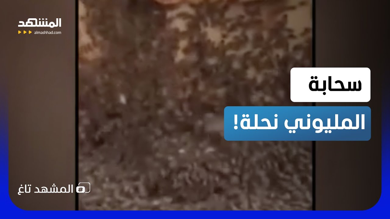 سحابة مرعبة.. انقلاب شاحنة يطلق مليوني نحلة في تكساس!  – المشهد تاغ