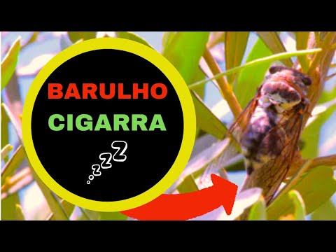 O BARULHO das CIGARRAS Cantando em Árvores  na FAZENDA – Bichos e Bichinhos