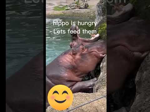 Hippo Eating pumpkin