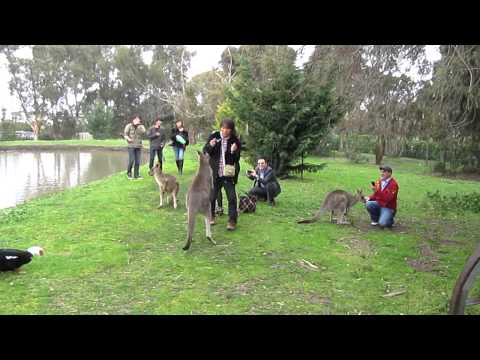 Kangaroo Attacks Tourist