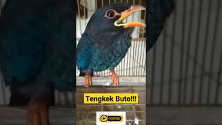 Download lagu Tengkek Buto Gacor Tembakan Kasar Rapat Ampuh Buat Masteran ‼️ - Kicau Mania Shorts mp3 Download lagu Tengkek Buto Gacor Tembakan Kasar Rapat Ampuh Buat Masteran ‼️ - Kicau Mania Shorts mp3