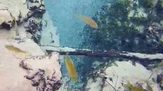 preview picture of video 'Gainer Spring on Econfina Creek'