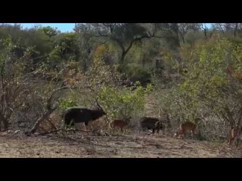 Safari Live Videos-sunrise drive-July 28- Male Nyala