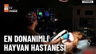 İÜC Veteriner Fakültesi Hayvan Hastanesi’nde can dostları emin ellerde