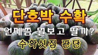 [텃밭농부. 1,160]  단호박 수확싯점. 뭘 보고 판단하나요? #단호박재배 #단호박수확싯점
