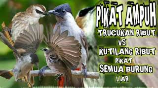 Download lagu suara pikat kutilang ribut kombinasi trucukan ribut pikat semua jenis burung liar mp3