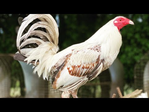 HAWAII ‼️Beautiful Birds Rcp Farm Roger Tabac 🌴🇺🇸