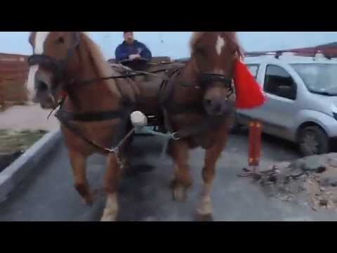 Caii lui Gligor din Floresti