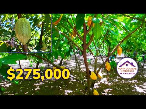 Finca con cafetales y clima de montaña | Cerca de Laguna de Alegría | Alegría, Usulután | $275,000